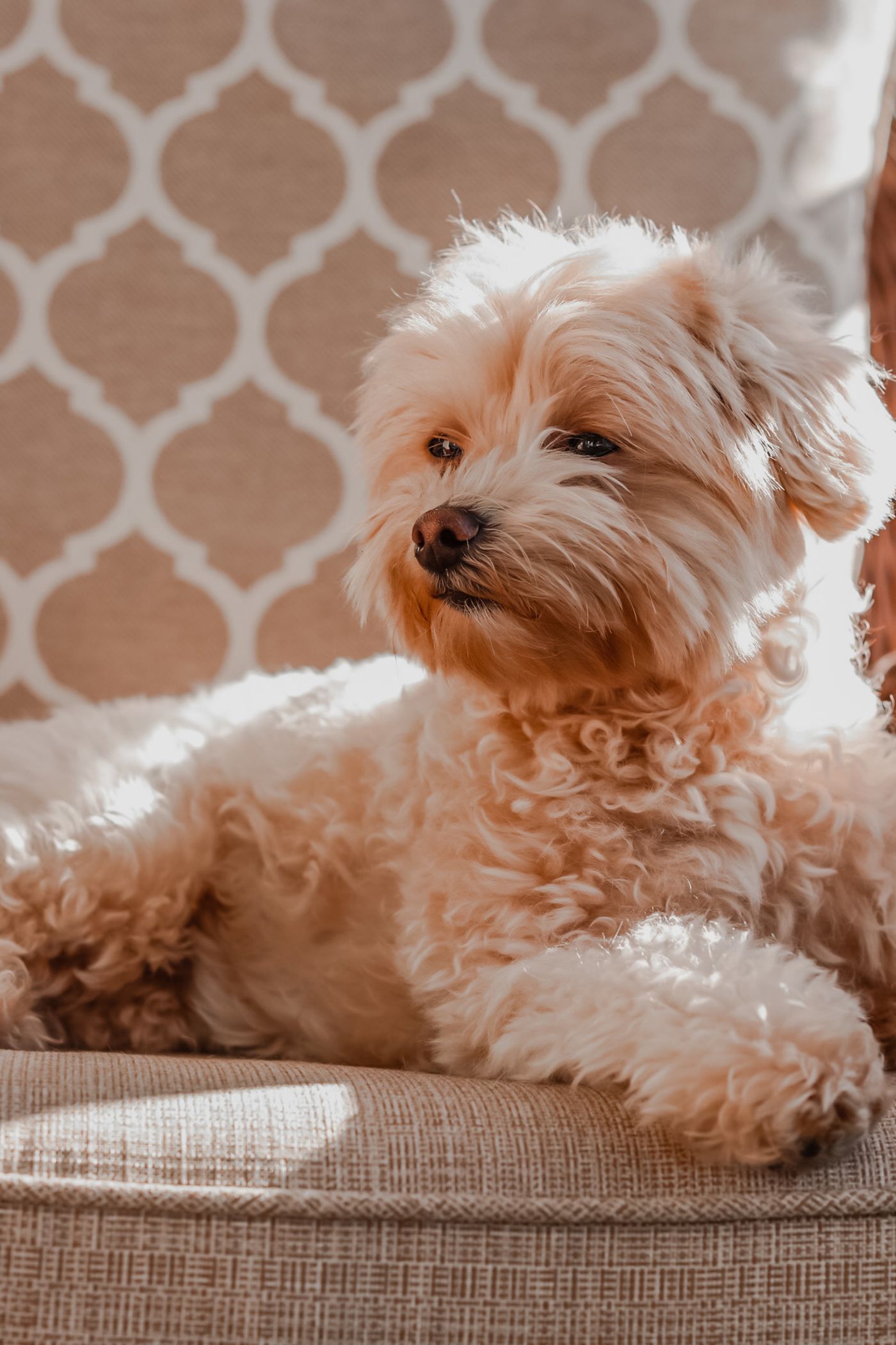 Biscuit, a cream Maltipoo puppy with a curly coat resting on a chair