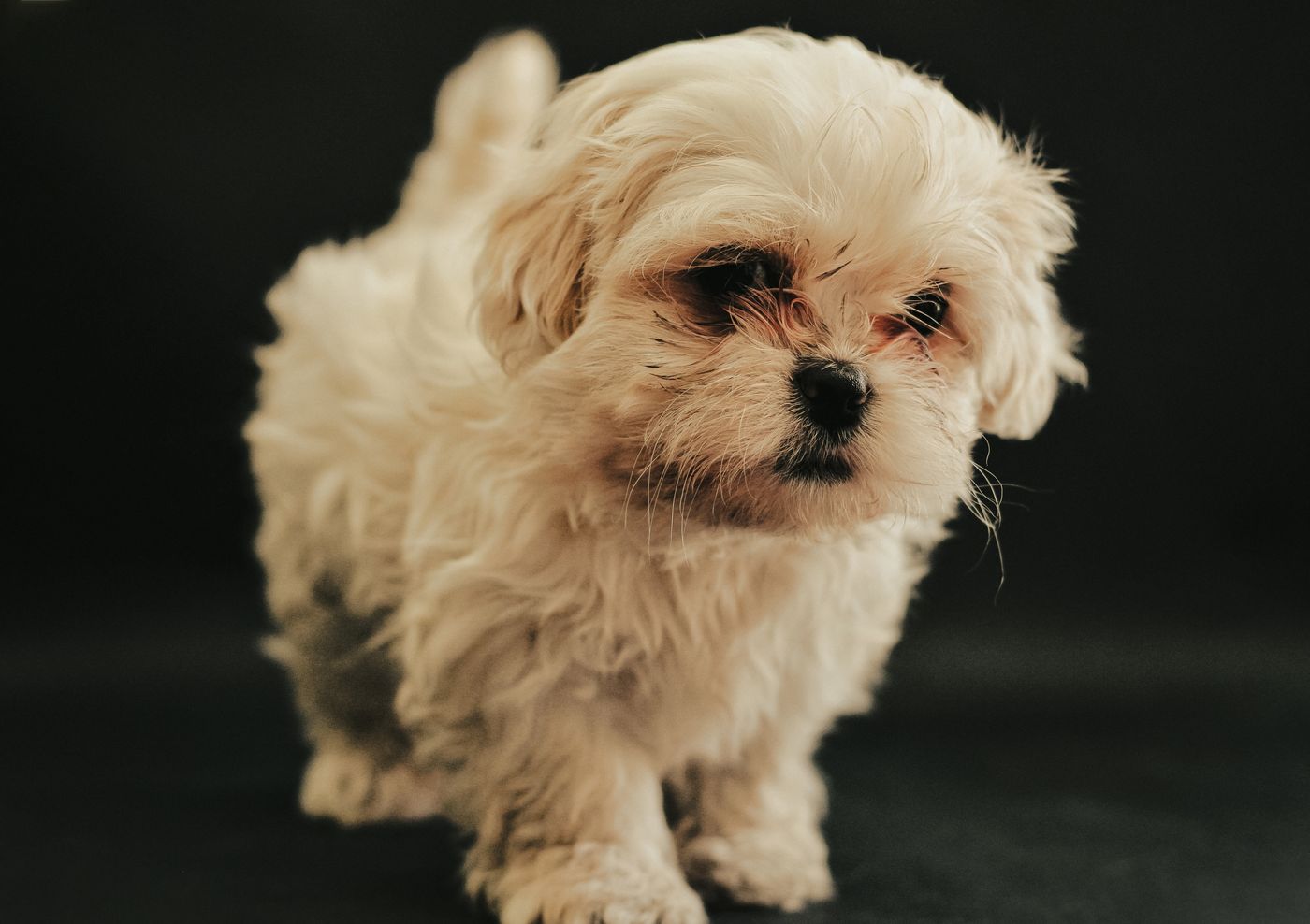 Milo, a white Maltipoo puppy with a wavy coat