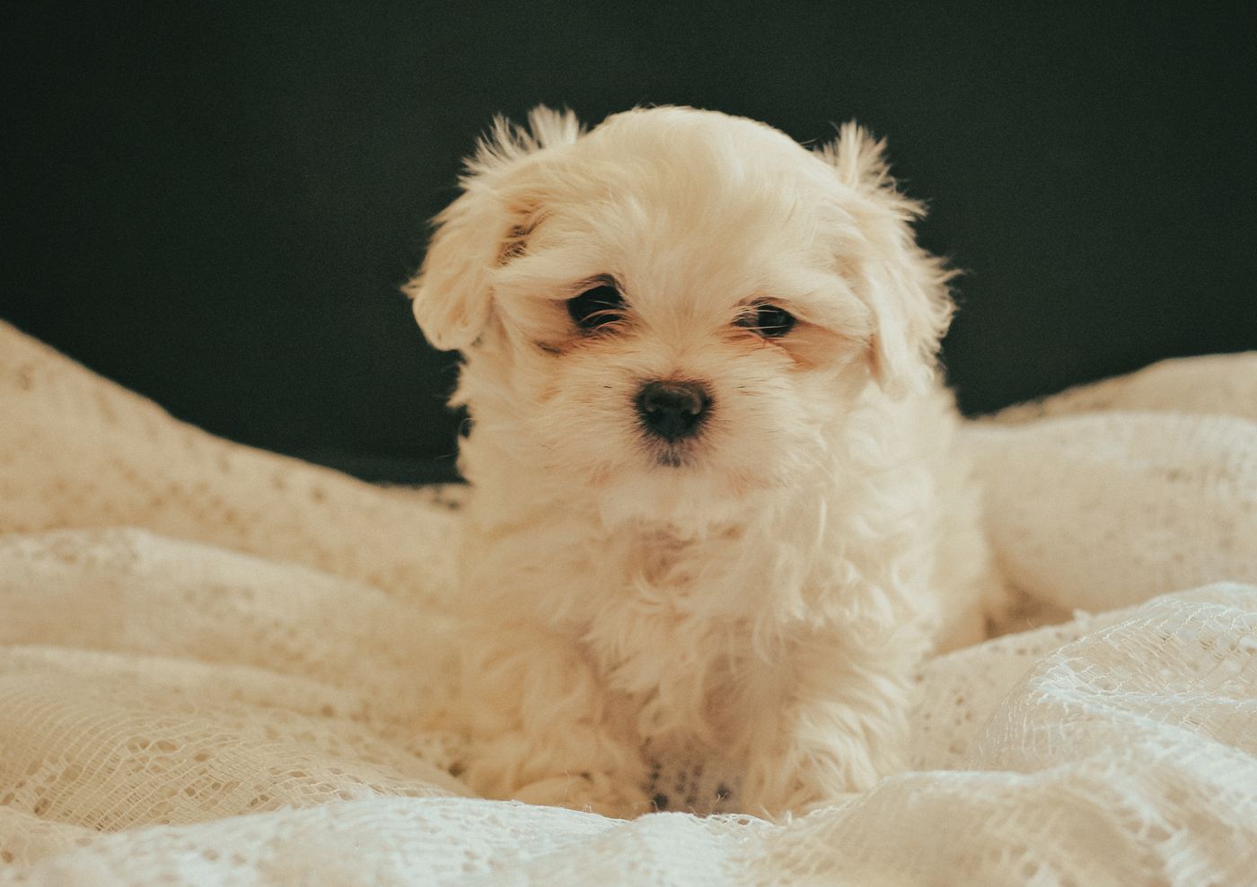 A cream-colored Maltipoo puppy with a soft curly coat looking directly at the camera